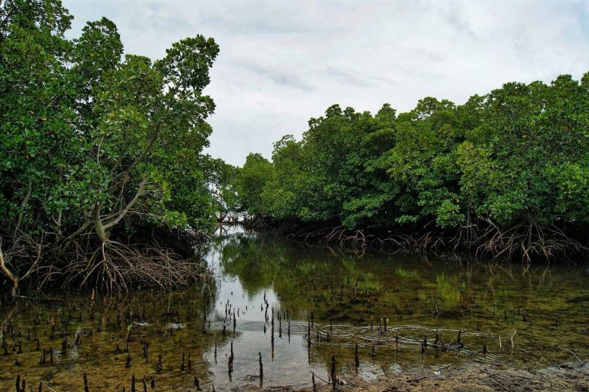 mangroves